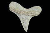 Fossil Shark (Cretoxyrhina) Tooth - Kansas #134841-1